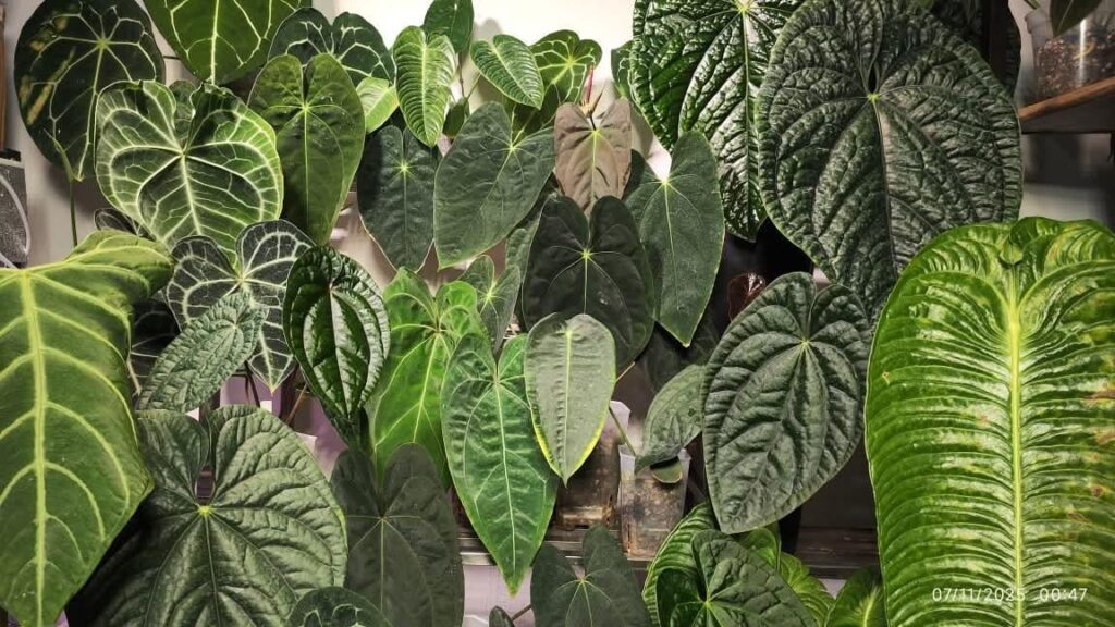 Anthurium Gallery 🌿