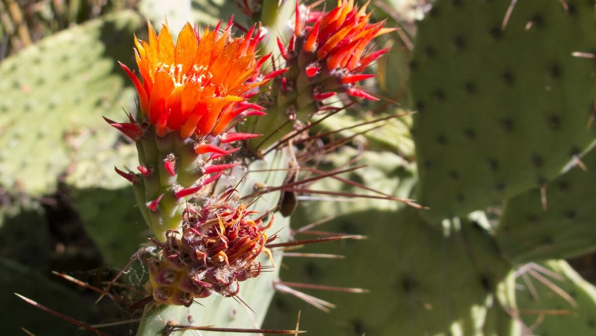 HGTV named this landmark the best garden in Arizona HGTV named this landmark the best garden in Arizona