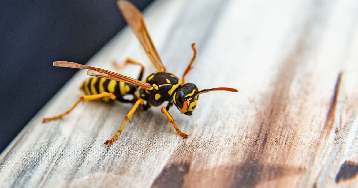 Wasps will turn and fly from gardens if one item is put outside Wasps will turn and fly from gardens if one item is put outside