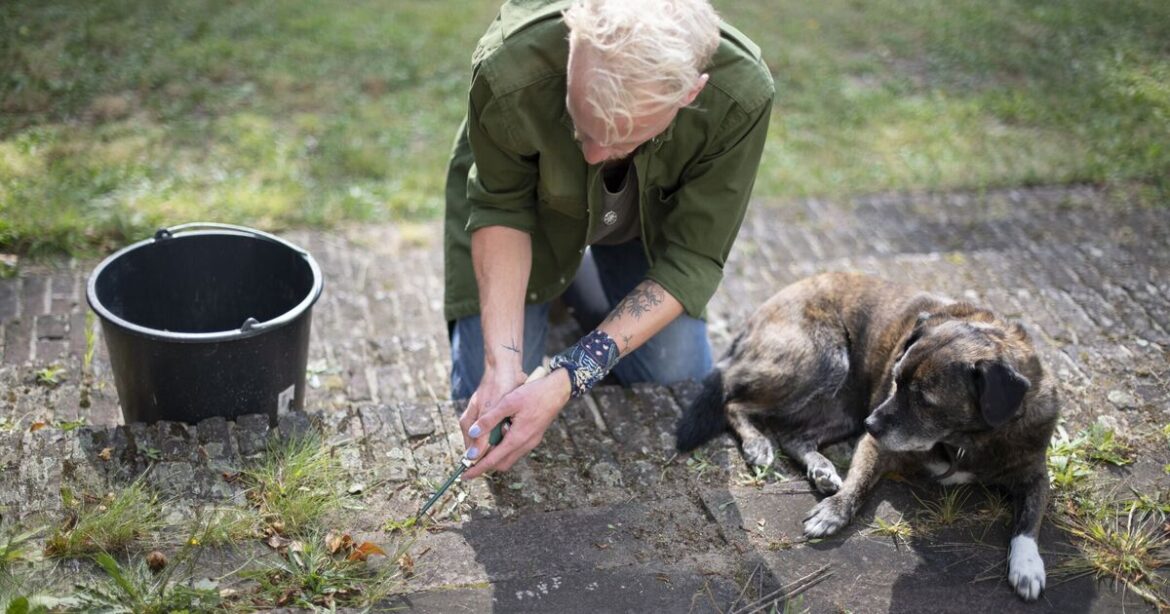 Patio and driveway weeds will disappear if you do 1 thing on a windy day in October