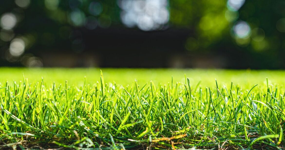 Lawns will grow back lush and green if one vital task is done in October