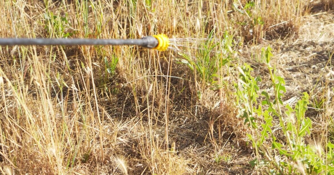 Gardeners urged to scatter 1 thing outside this month to stop weeds Gardeners urged to scatter 1 thing outside this month to stop weeds