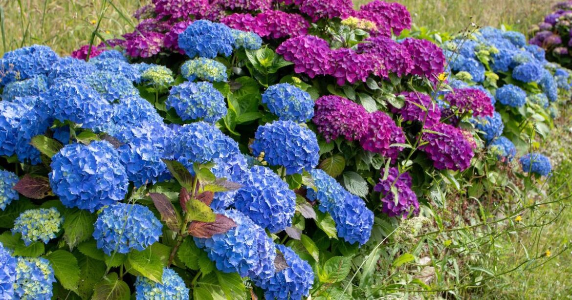How to prepare hydrangeas for winter with 2 vital gardening tasks