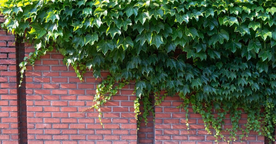 4 ‘aggressive’ plants you should never grow or risk your home devaluing