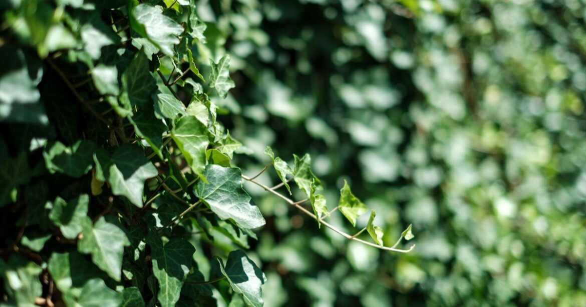 'Ive seen homes lose value because they have 1 of these plants'