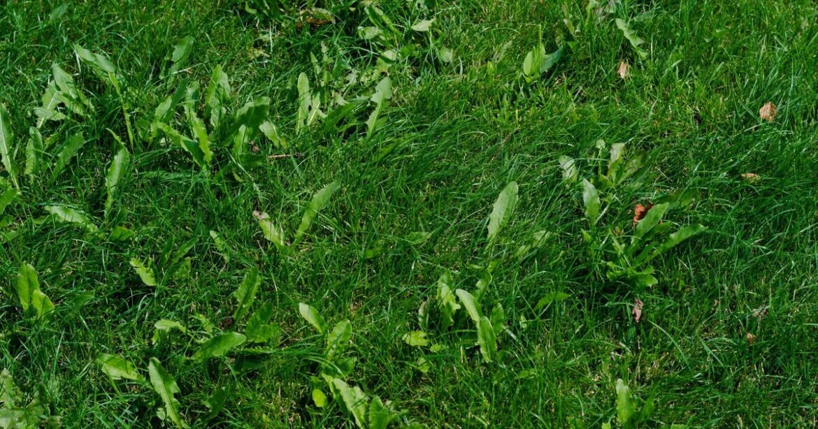 How to remove weeds from lawns fast without chemicals