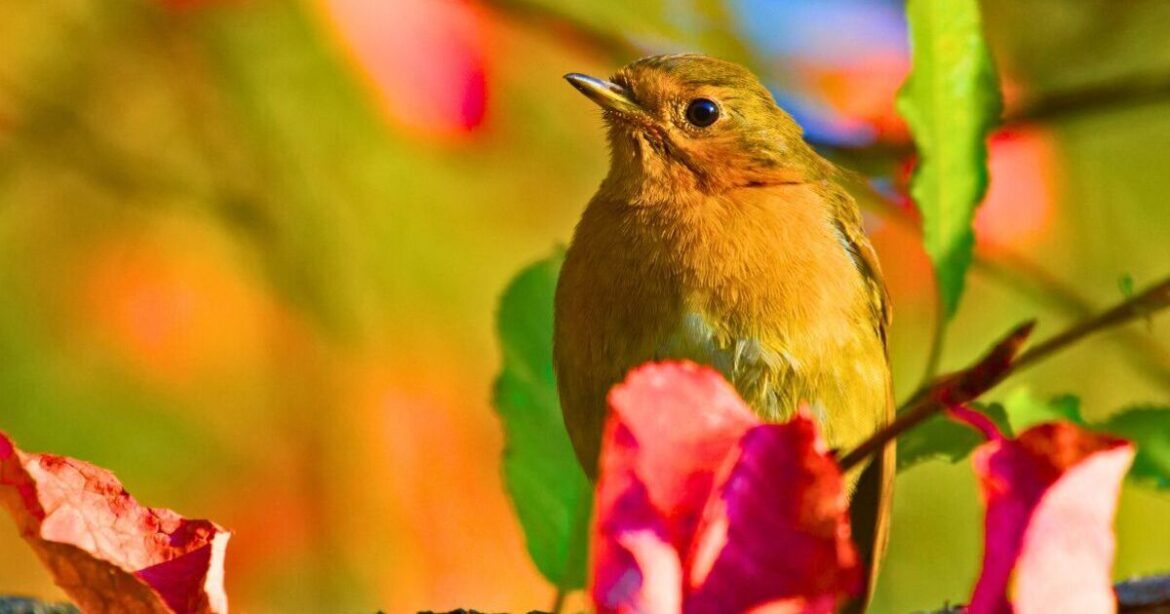 Robins will keep coming back to gardens if you grow 7 plants they naturally love
