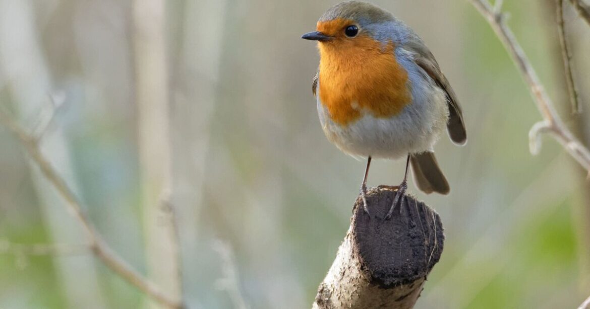 Gardeners urged to leave one fruit out for robins in October Gardeners urged to leave one fruit out for robins in October