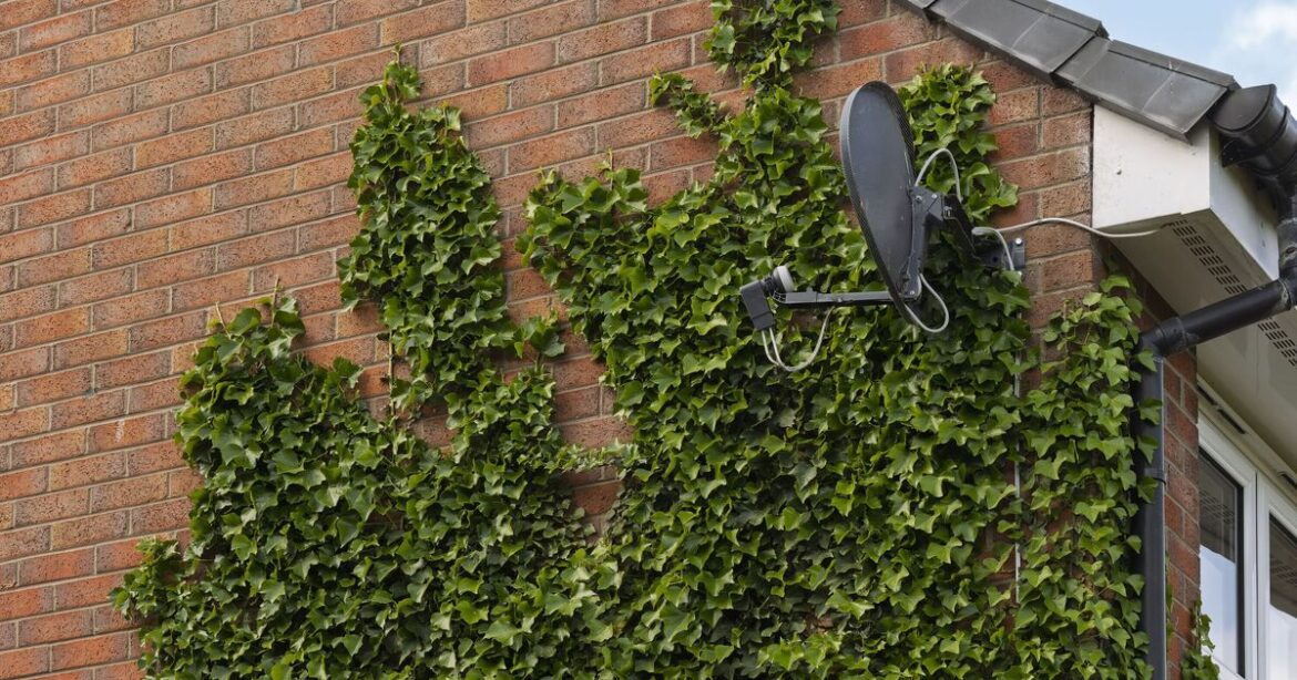 Woman tears down plant 'ruining' house but people say it was mistake
