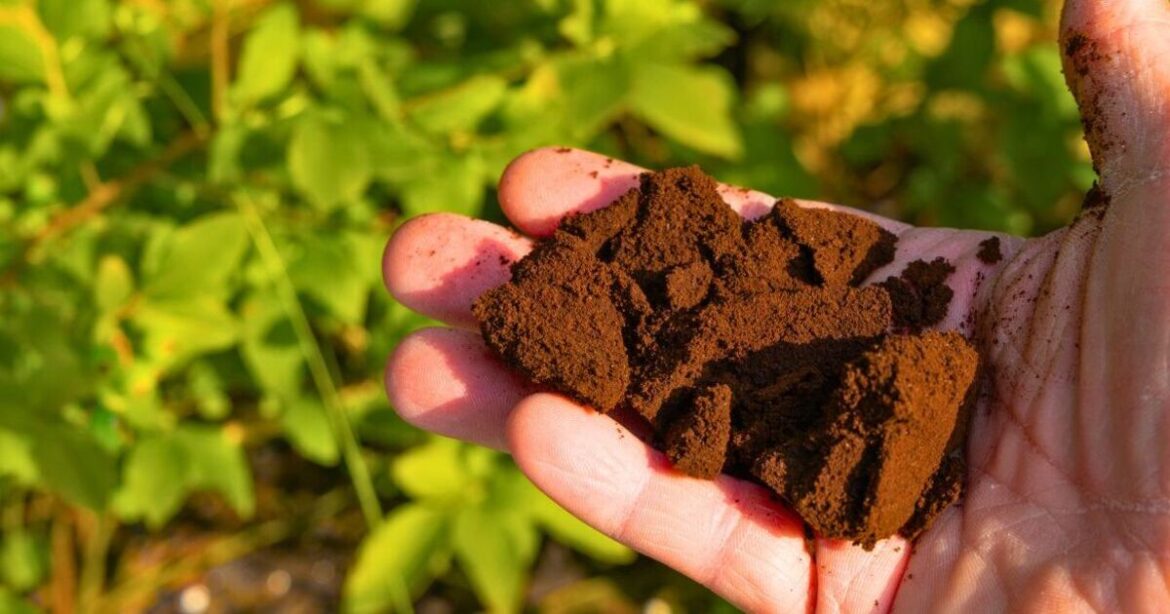 Roses will grow bigger flowers if fed 1 food scrap that also repels slugs