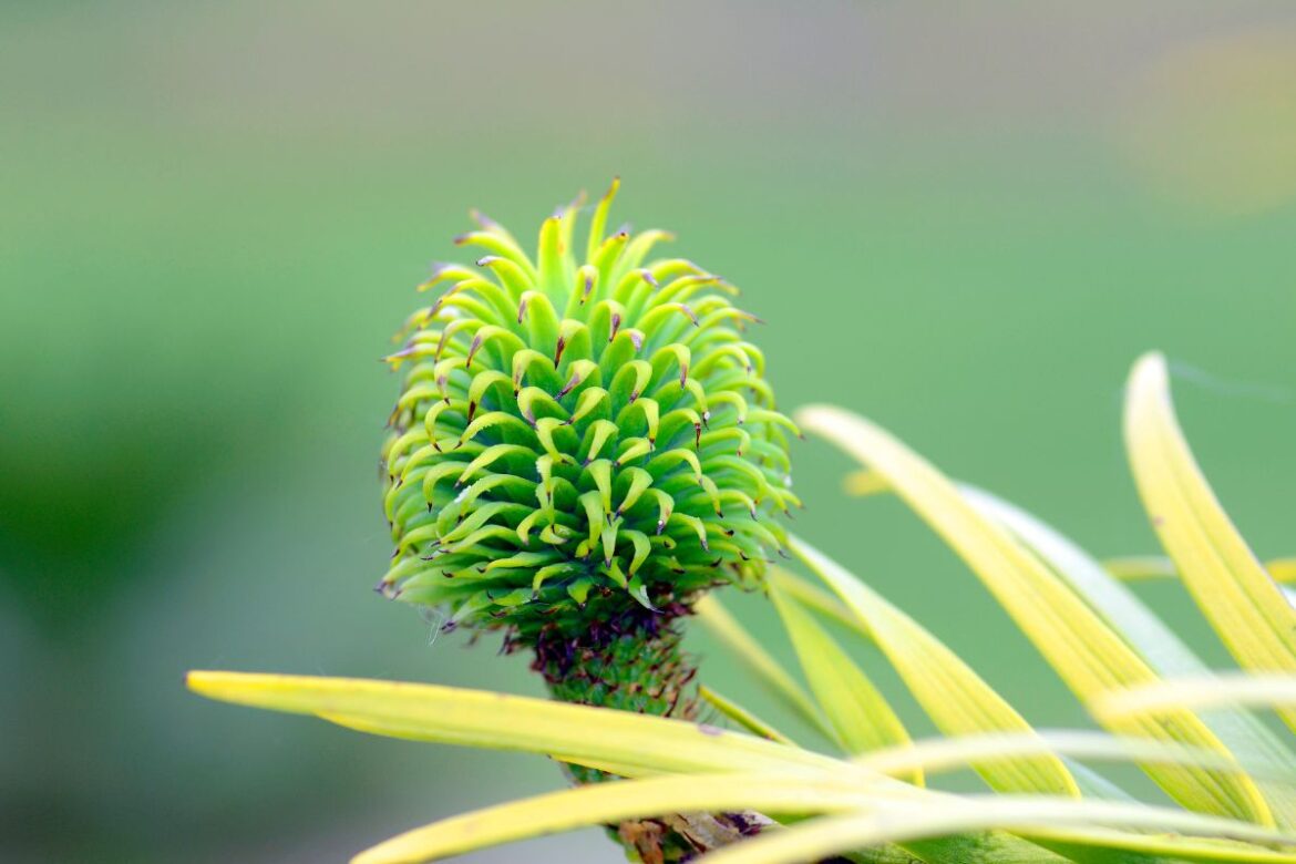 A tree dating back to the era of dinosaurs bears fruit for the first time, in the garden of two lucky retired English people. A tree dating back to the era of dinosaurs bears fruit for the first time, in the garden of two lucky retired English people.
