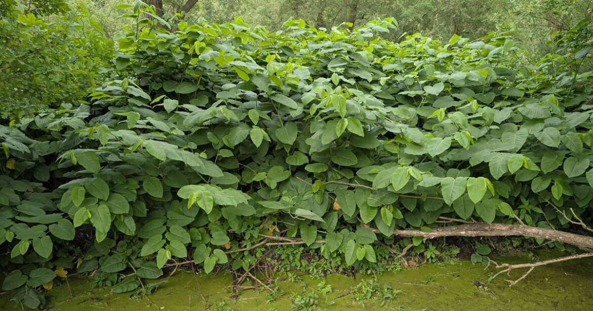 Brits warned 'you have weeks' to deal with 'nightmare' plant