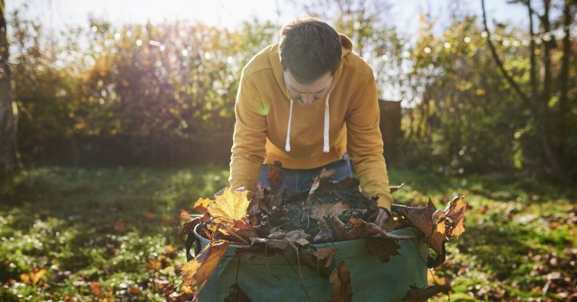 Autumn gardening tip to create ‘black gold’ for plants
