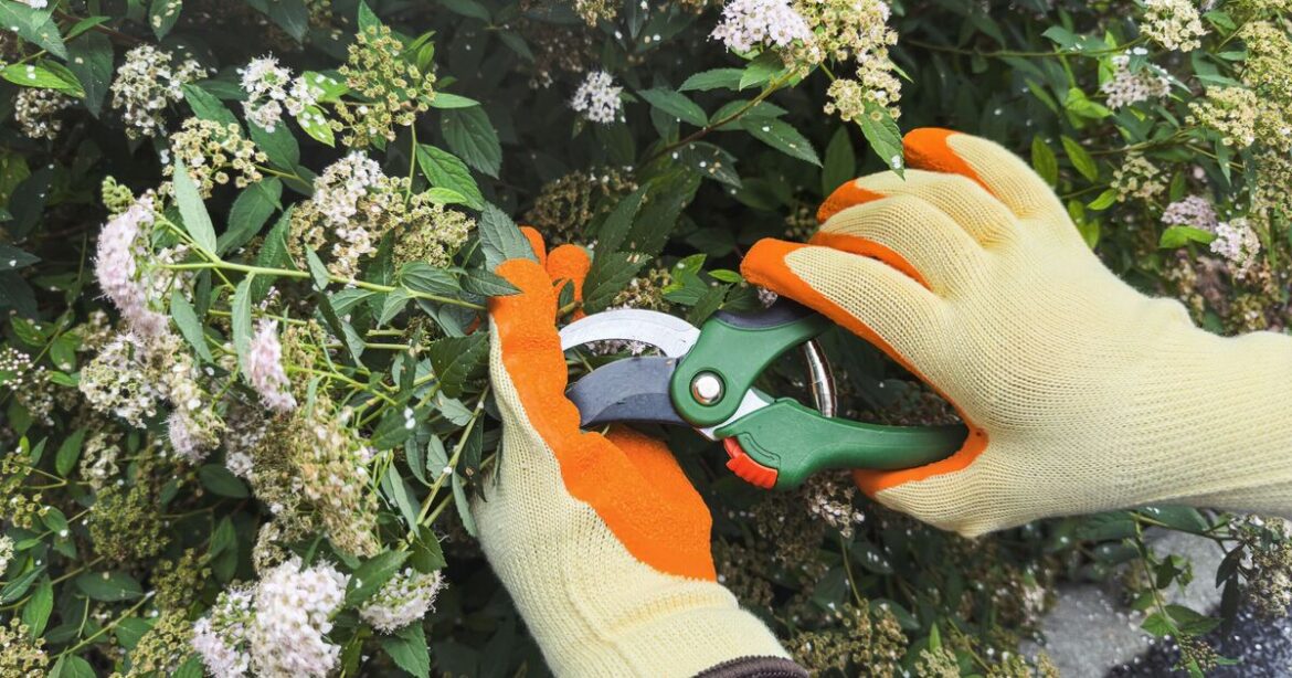 Three plants to ‘prioritise’ pruning in October or risk no flowers next year