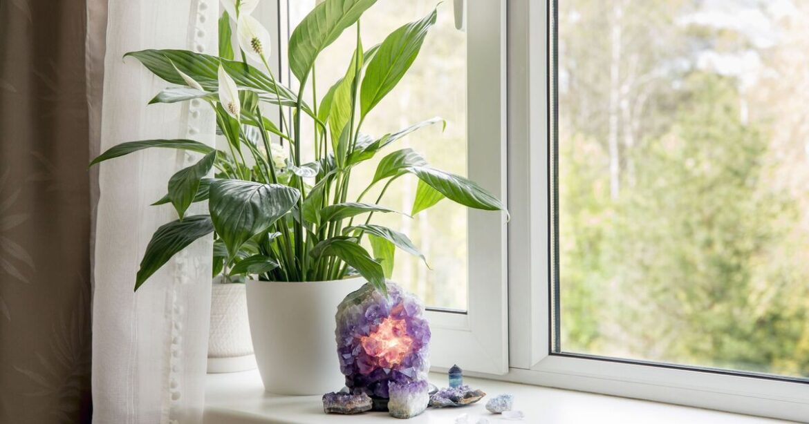 Homes will be ‘fresher’ when you have these houseplants
