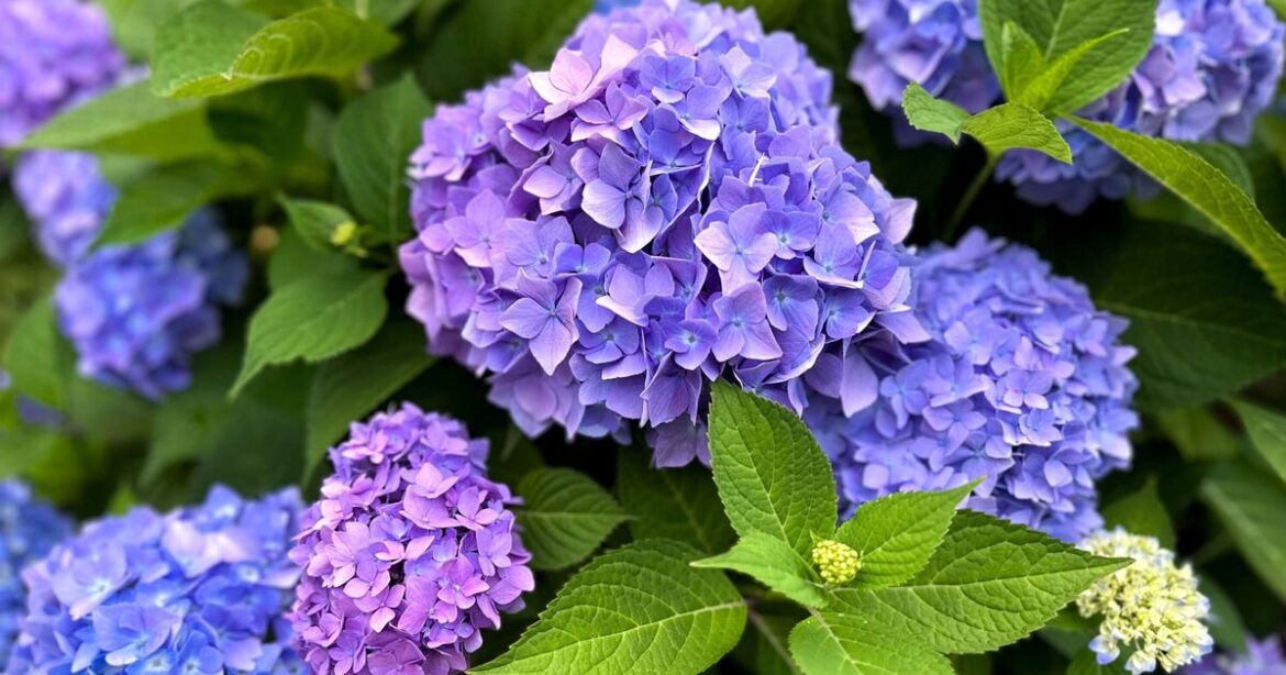 Brits told ‘do not do this’ with hydrangeas in October Brits told 'do not do this' with hydrangeas in October