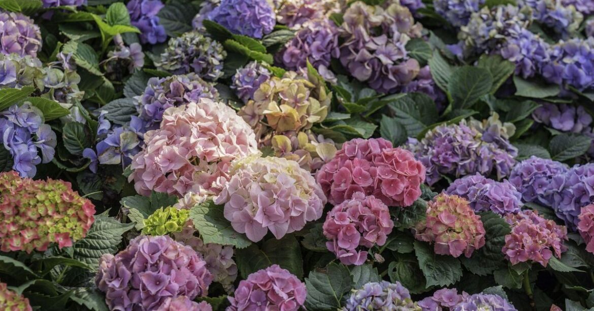 Gardening guru's 'easy' hack to get hydrangeas blooms multiplying without spending a penny