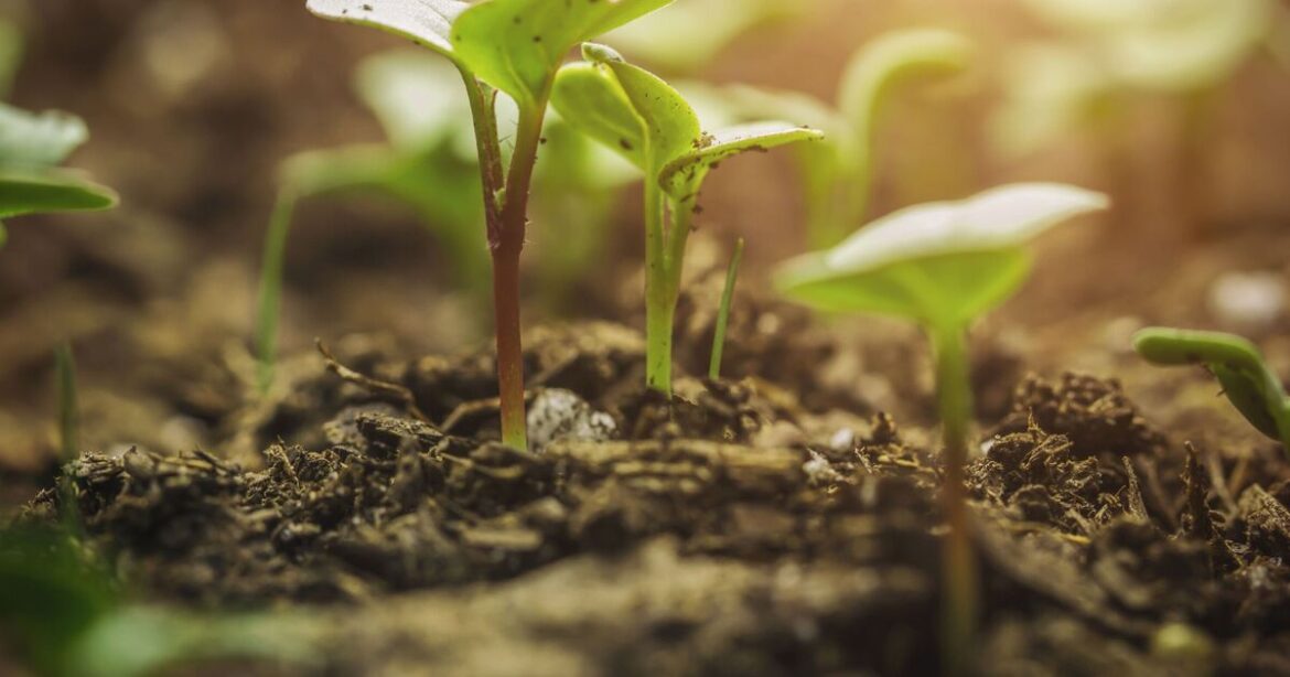 Gardeners urged to plant £3 kitchen staple to lure pests from vulnerable plants Gardeners urged to plant £3 kitchen staple to lure pests from vulnerable plants
