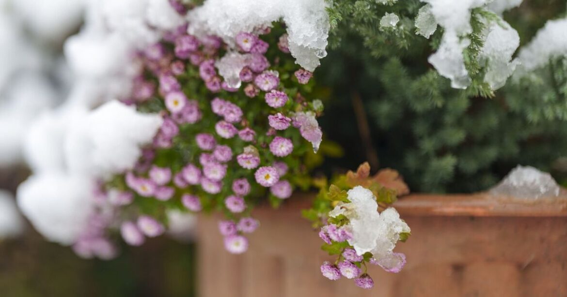 Gardeners could stop frost damage killing their plants with move