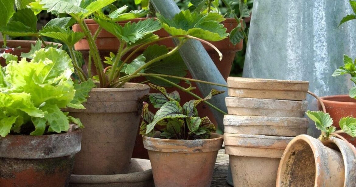 Keen gardeners nab ‘best advent calendar ever seen’ for £25 Keen gardeners nab 'best advent calendar ever seen' for £25