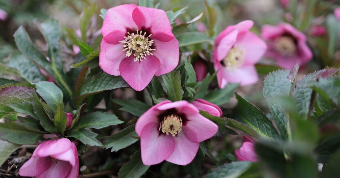 The 5 cold loving flowers that will brighten up gardens all winter The 5 cold loving flowers that will brighten up gardens all winter
