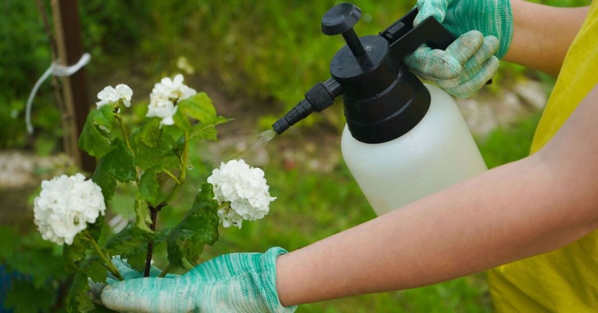 Best time of day to spray weed killer or risk killing plants