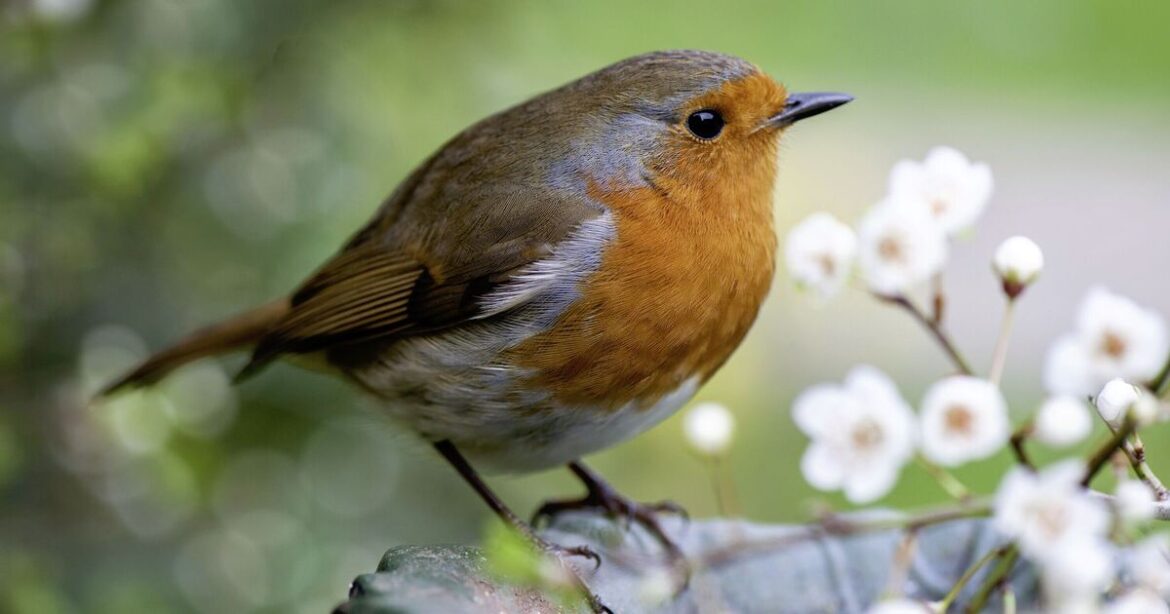 Families urged to take action if they see robins in garden