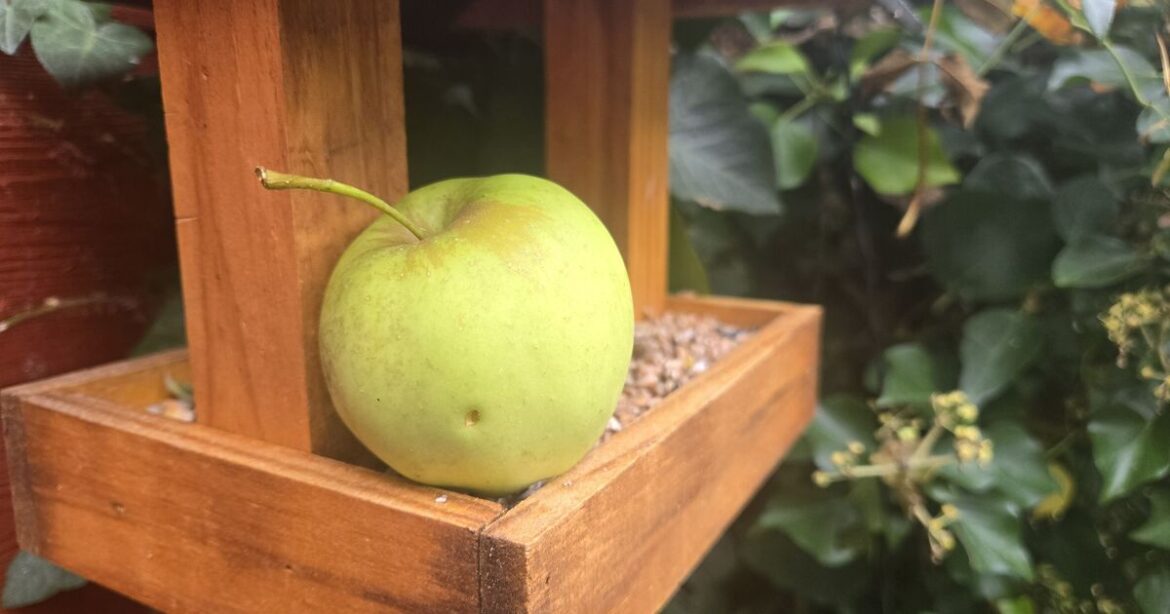 Gardeners urged to put apple on bird tables in October