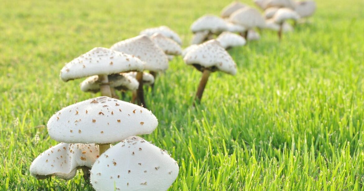 Fungus will disappear from lawns if one thing is added to soil Fungus will disappear from lawns if one thing is added to soil