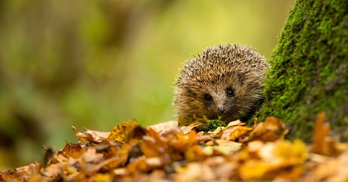 Monty Don shares how we can protect hedgehogs in gardens this autumn Monty Don shares how we can protect hedgehogs in gardens this autumn