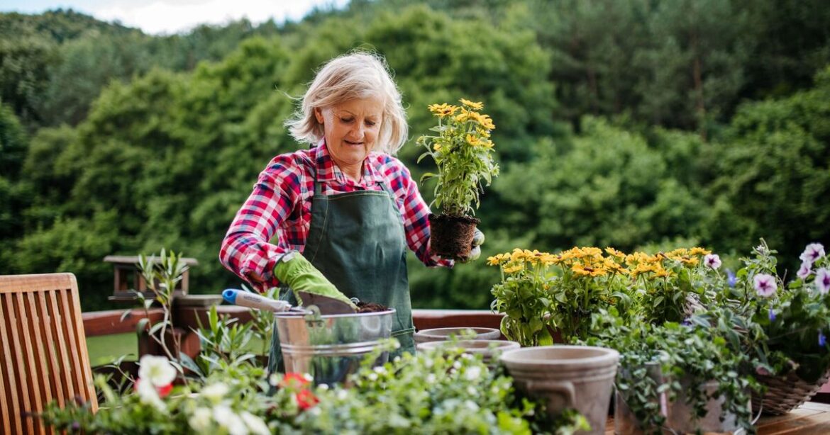 Gardener shares the 6 flowers you should plant before the end of October