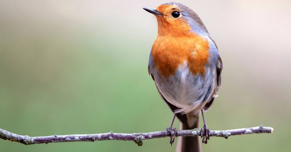 Robins will come back if gardens have 1 food they ‘absolutely love’ Robins will come back if gardens have 1 food they 'absolutely love'