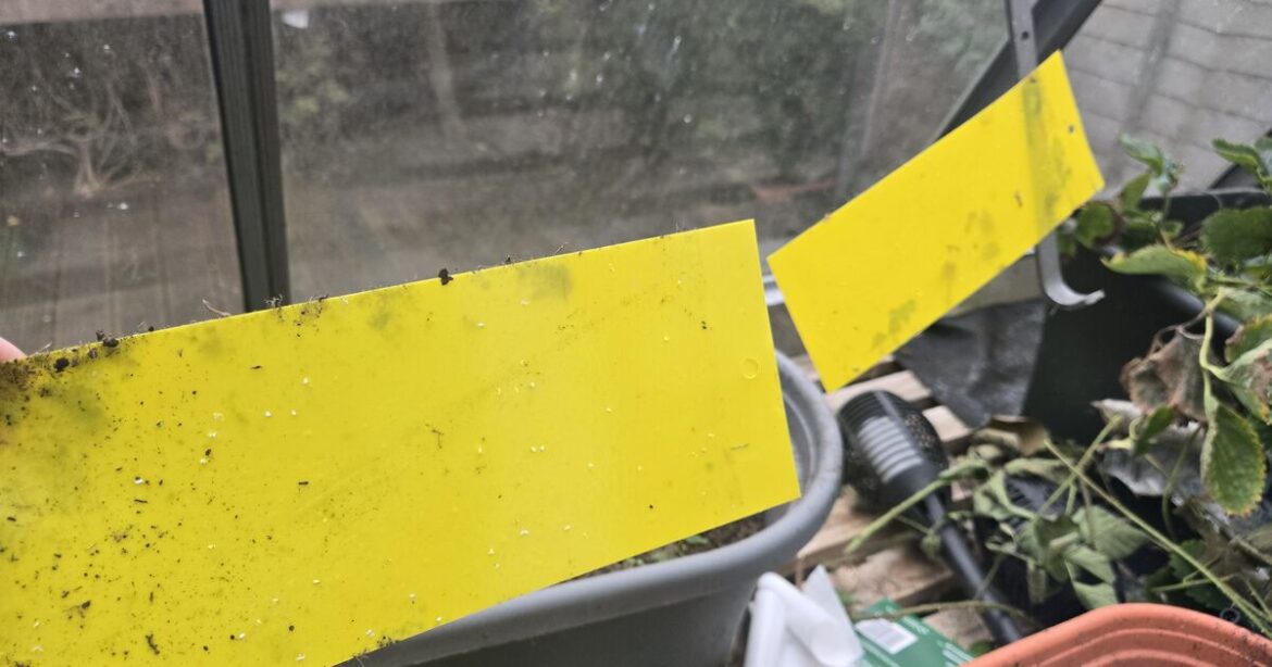 I tried hanging yellow paper in my garden and it banished pests I tried hanging yellow paper in my garden and it banished pests