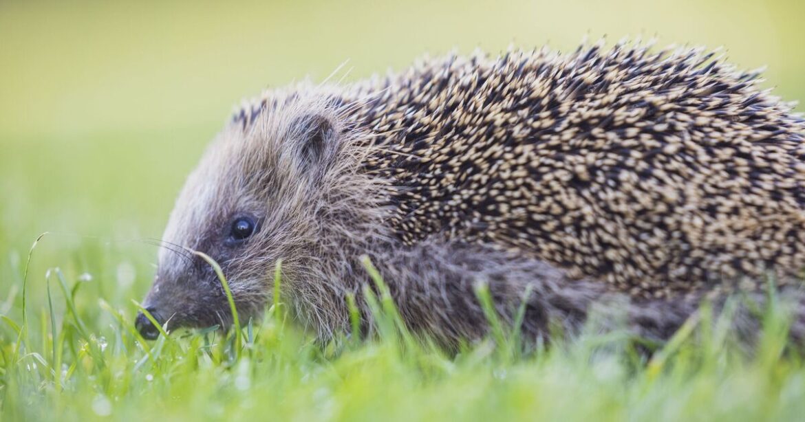 Hedgehogs will thrive if one thing is added to gardens in October Hedgehogs will thrive if one thing is added to gardens in October