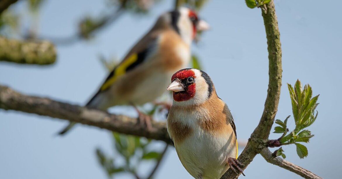 Birds flock to your garden when they see 1 beautiful plant Birds flock to your garden when they see 1 beautiful plant