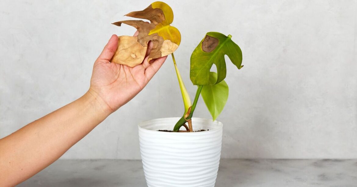 Plants won’t turn brown with gardener’s ‘best’ pot solution Plants won't turn brown with gardener's 'best' pot solution