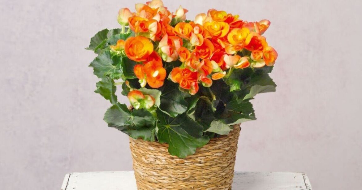 Family-run florist unveils autumn collection from £21