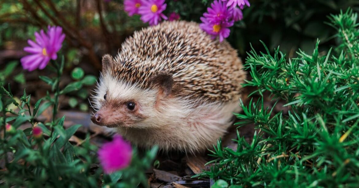 Hedgehogs will flock to garden with 1 easy change in October Hedgehogs will flock to garden with 1 easy change in October