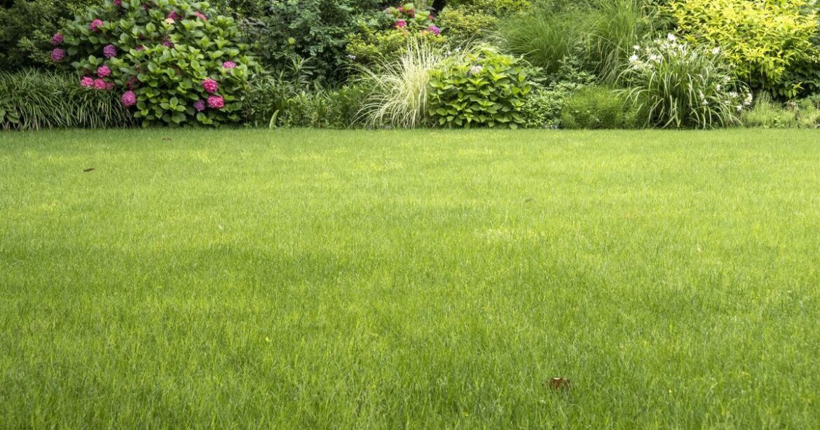 Gardening expert warns October is ‘last chance’ to ensure a lush lawn Gardening expert warns October is ‘last chance’ to ensure a lush lawn