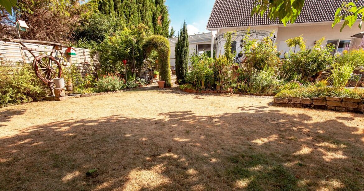 Brown patches on lawn ‘could be sign of autumn disease’ Brown patches on lawn 'could be sign of autumn disease'