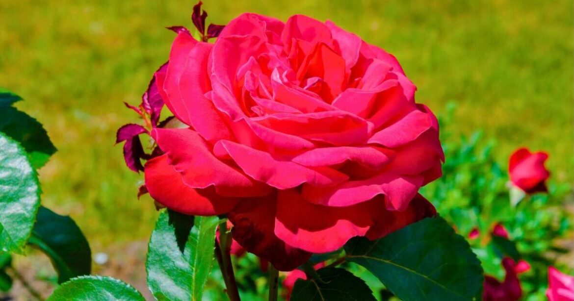 Roses will stay happy and healthy if you add 1 natural item to soil Roses will stay happy and healthy if you add 1 natural item to soil
