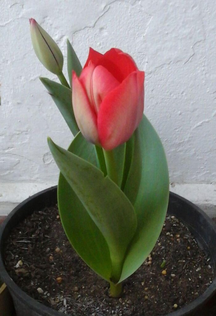 My favorite flower is the tulip🥰🌷 and yours?