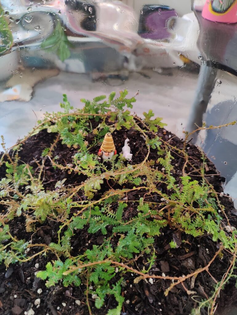 Peacock moss terrarium: how it started VS where it’s at Peacock moss terrarium: how it started VS where it’s at