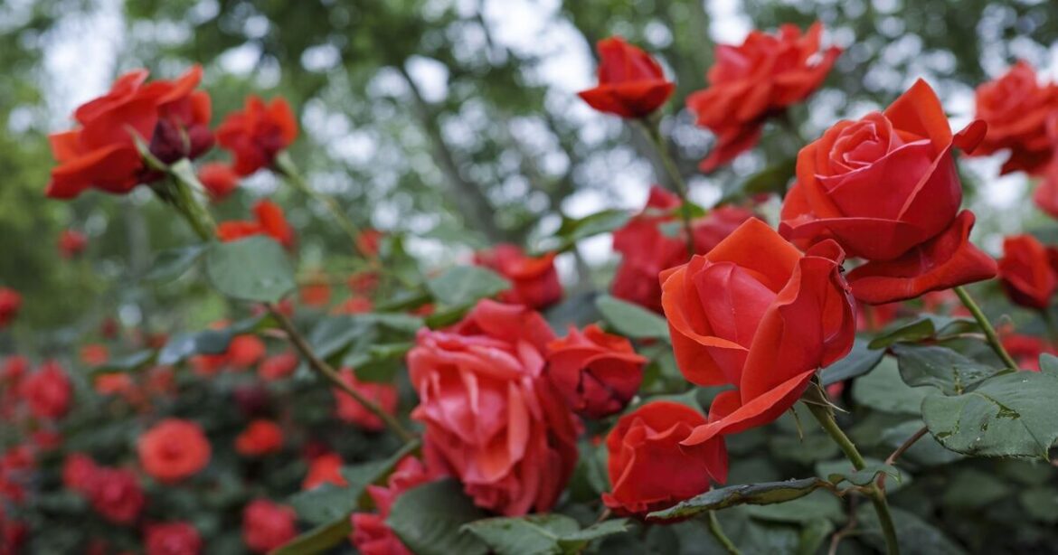 Roses will 'get safely through winter' if you remove 1 thing to prevent rot now