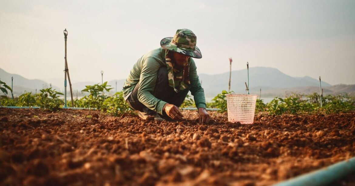 One crop will thrive in garden if planted in October