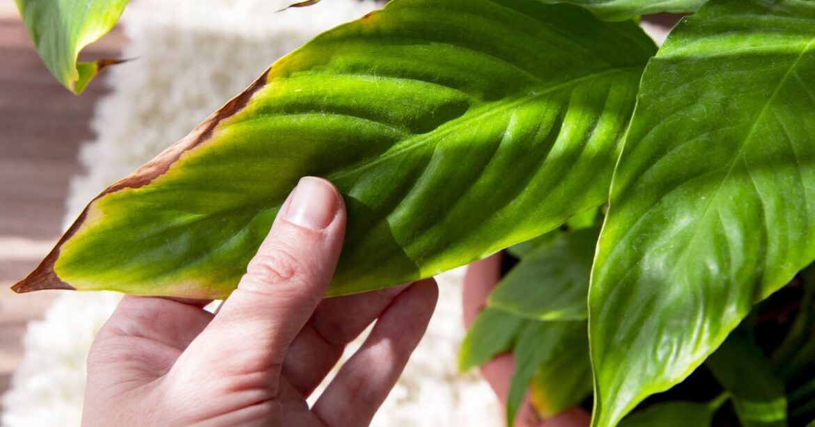How to stop peace lily leaves turning brown and yellow How to stop peace lily leaves turning brown and yellow