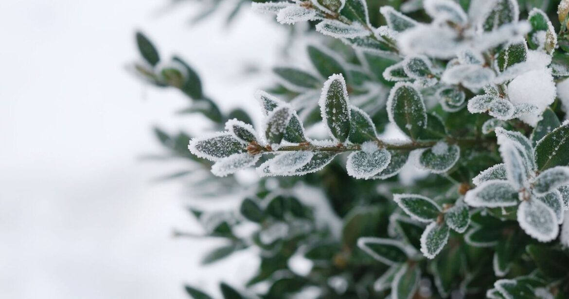 Gardeners urged to do 3 things for their plants when it snows Gardeners urged to do 3 things for their plants when it snows