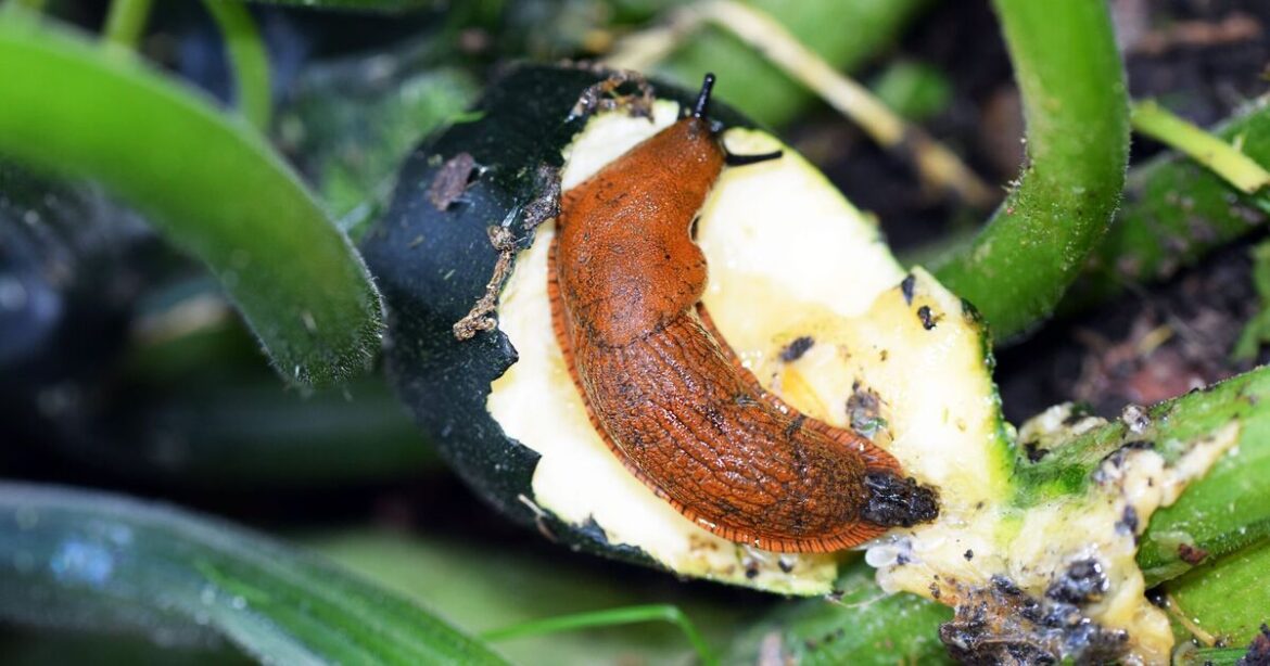 How to deter slugs and snails for good with gardener’s 1 natural item How to deter slugs and snails for good with gardener's 1 natural item