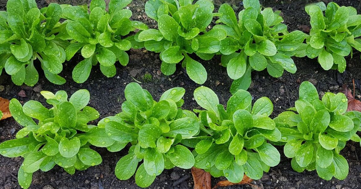 Gardeners urged to plant these 17 vegetables now for winter harvest Gardeners urged to plant these 17 vegetables now for winter harvest