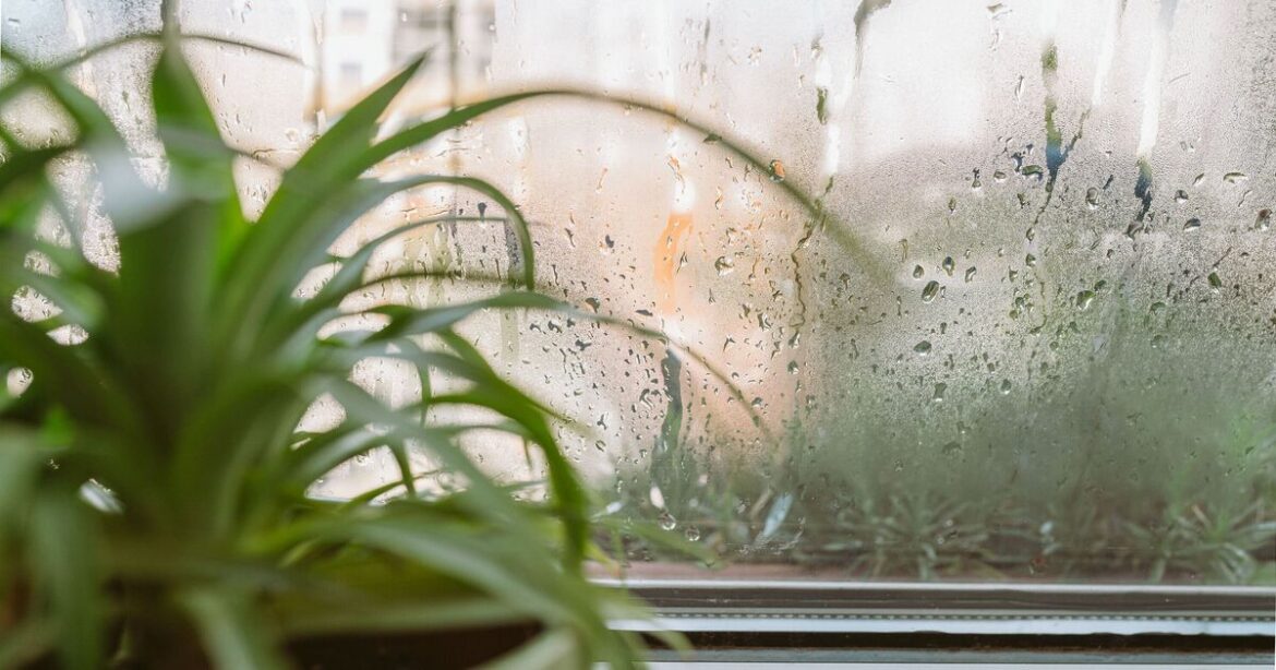 Five common house plants help fight mould and purify air in your home